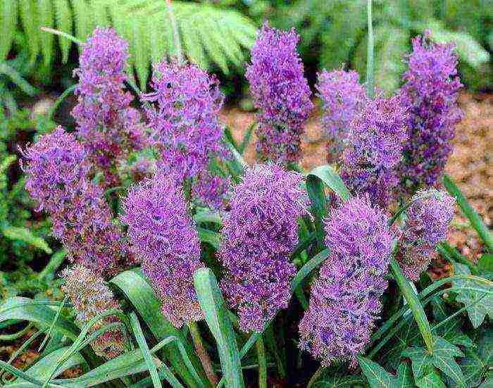 muscari planting and care outdoors in siberia