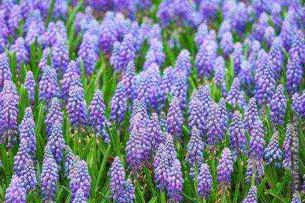 pagtatanim ng muscari at pag-aalaga sa labas ng siberia