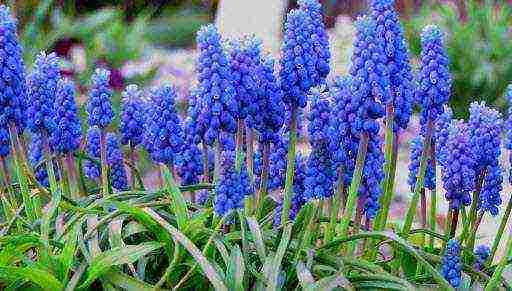 pagtatanim ng muscari at pag-aalaga sa labas ng siberia