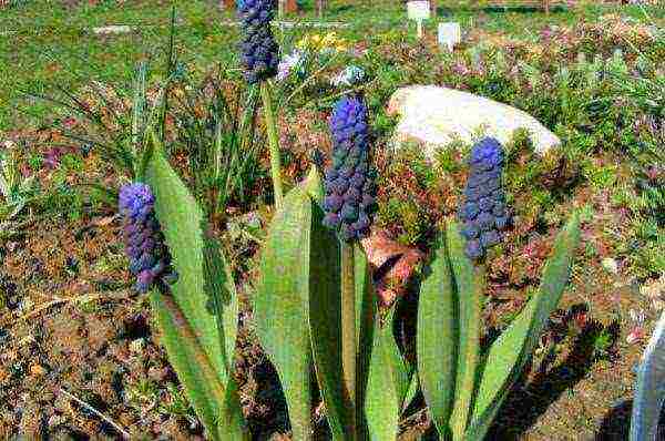 muscari planting and care outdoors in siberia