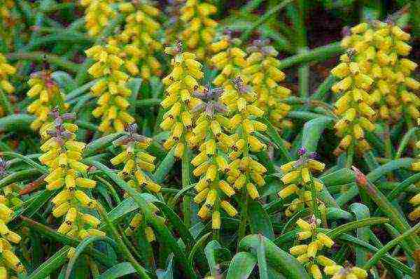 muscari planting and care outdoors in siberia