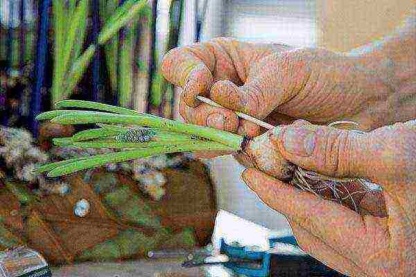 muscari planting and care outdoors in siberia