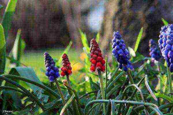 pagtatanim ng muscari at pag-aalaga sa labas ng siberia