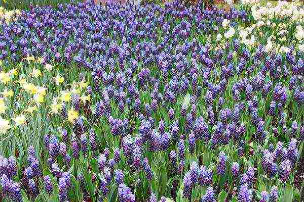 pagtatanim ng muscari at pag-aalaga sa labas ng siberia