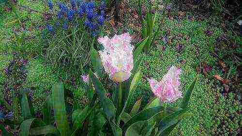 pagtatanim ng muscari at pag-aalaga sa labas ng siberia