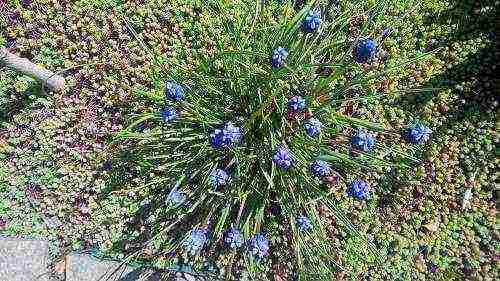 muscari planting and care outdoors in siberia