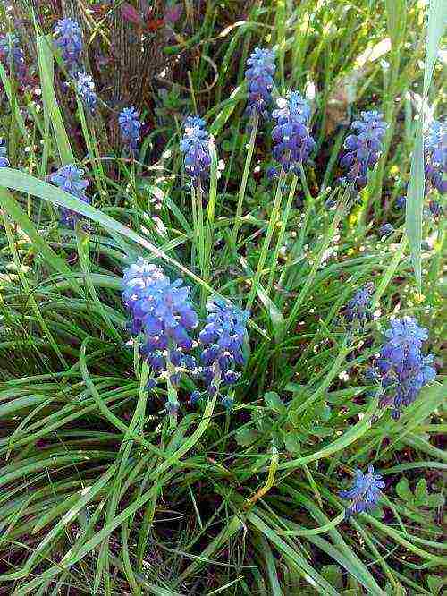 pagtatanim ng muscari at pag-aalaga sa labas ng siberia