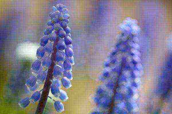 muscari planting and care outdoors in siberia