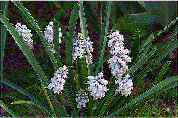 pagtatanim ng muscari at pag-aalaga sa labas ng siberia