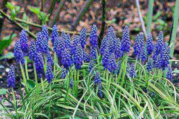 muscari planting and care outdoors in siberia