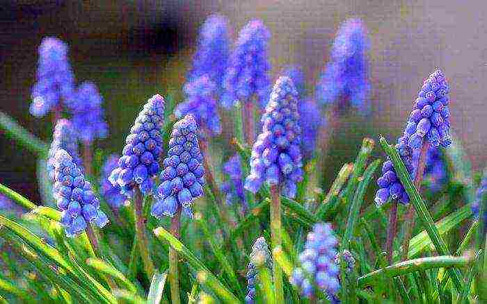 pagtatanim ng muscari at pag-aalaga sa labas ng siberia