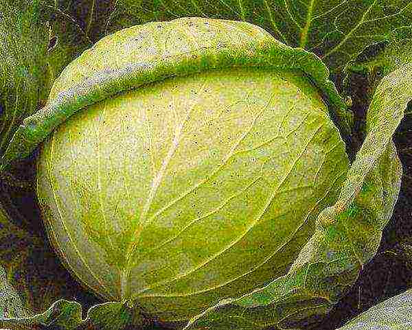 the best varieties of cabbage