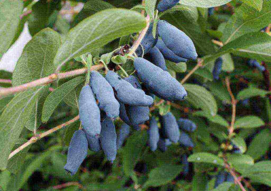 the best varieties of honeysuckle