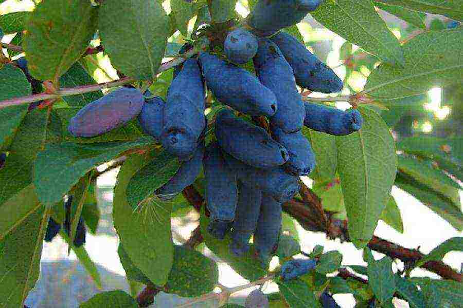 the best varieties of honeysuckle