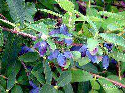 the best varieties of honeysuckle