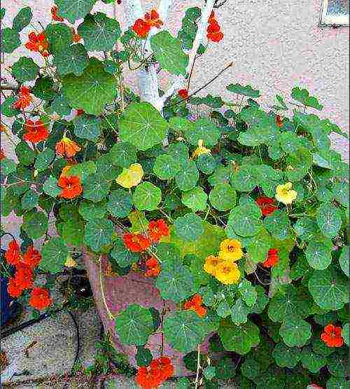 nasturtium planting and care outdoors in siberia