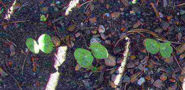 nasturtium planting and care outdoors in siberia