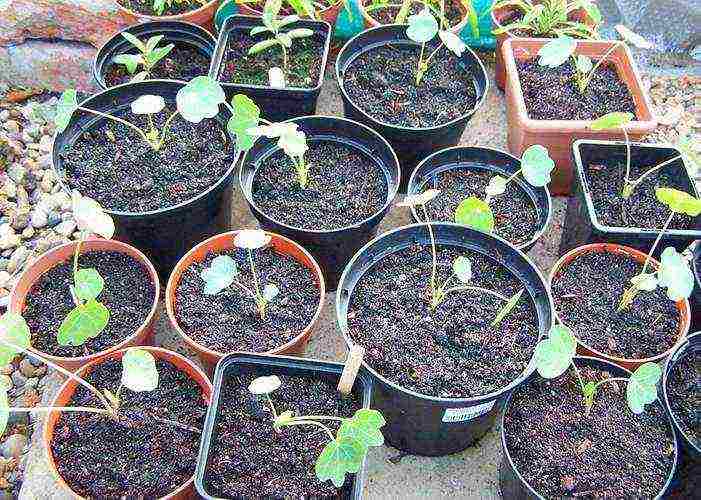 nasturtium planting and care outdoors in siberia