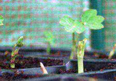 nasturtium planting and care outdoors in siberia