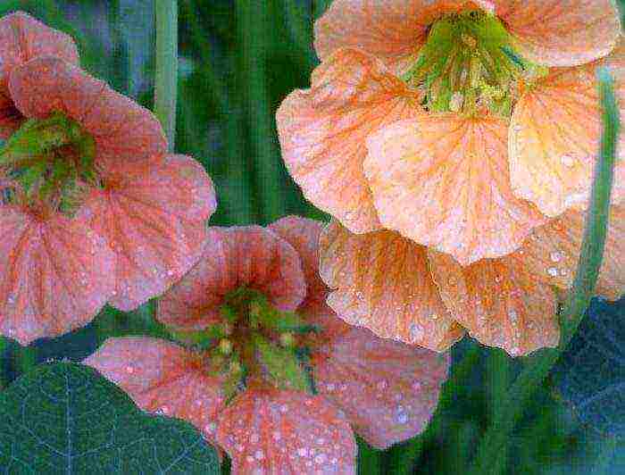 pagtatanim ng nasturtium at pag-aalaga sa labas ng siberia