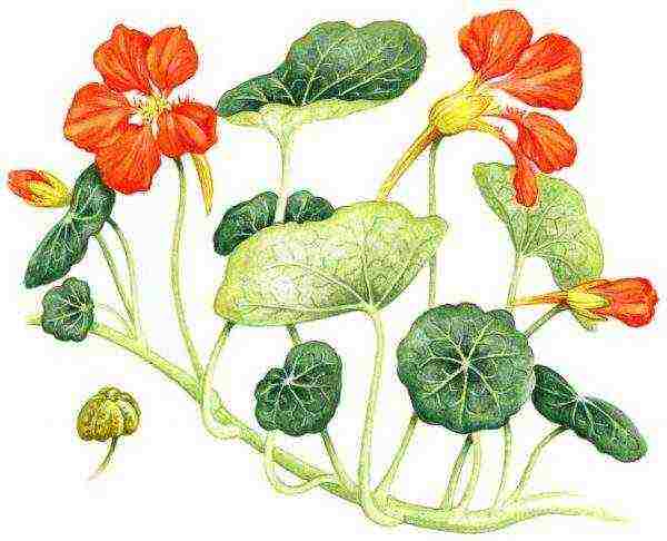 nasturtium planting and care outdoors in siberia