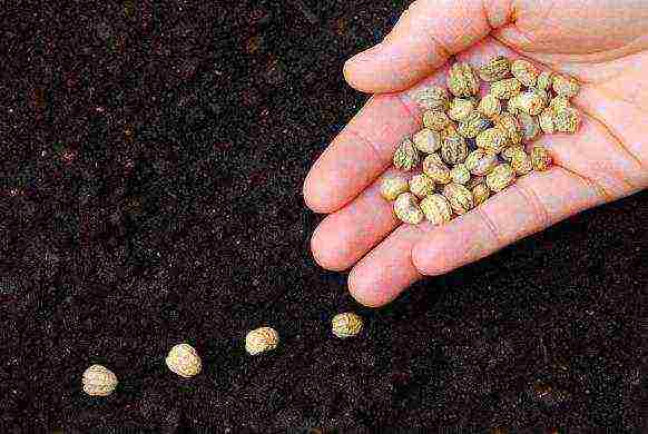 nasturtium planting and care outdoors in siberia