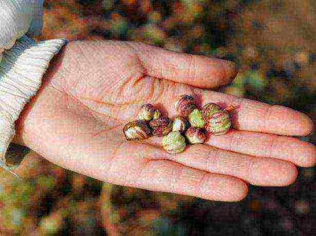 pagtatanim ng nasturtium at pag-aalaga sa labas ng siberia