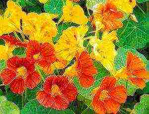 nasturtium planting and care outdoors in siberia