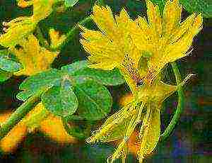 nasturtium planting and care outdoors in siberia