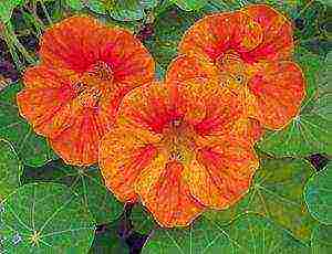 nasturtium planting and care outdoors in siberia