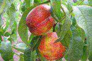 pinakamahusay na nectarines