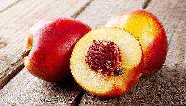 pinakamahusay na nectarines