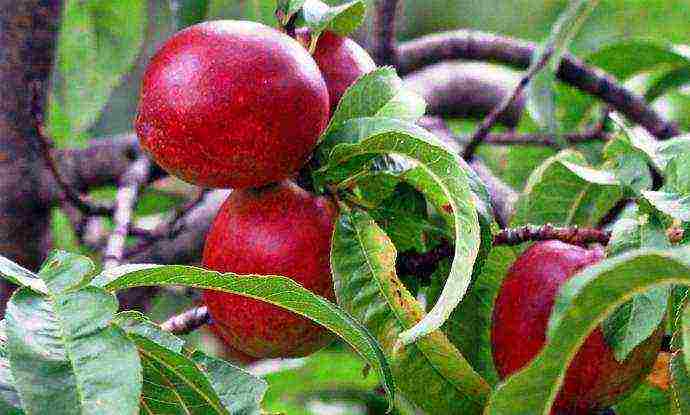 best nectarines