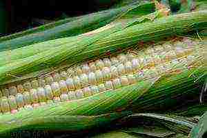 whether it is necessary to soak corn before planting in open ground