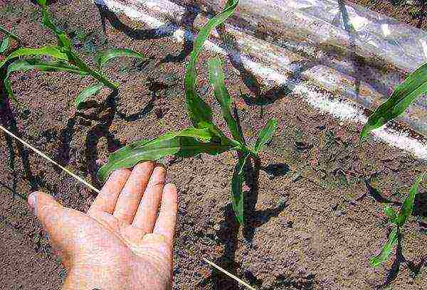 whether it is necessary to soak corn before planting in open ground