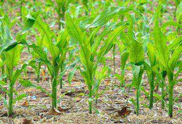 whether it is necessary to soak corn before planting in open ground