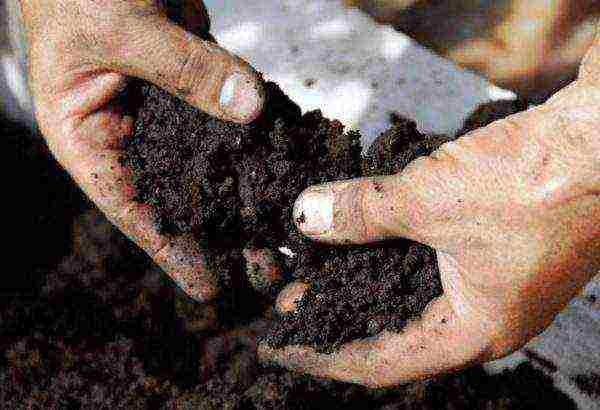 whether it is necessary to soak corn before planting in open ground