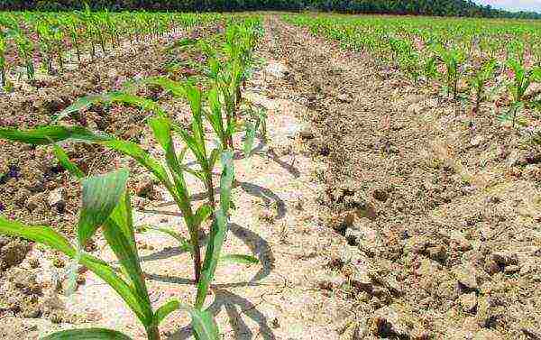 whether it is necessary to soak corn before planting in open ground