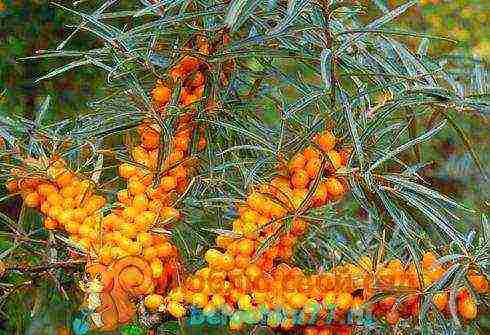 sea ​​buckthorn planting and care in the open field in the Urals