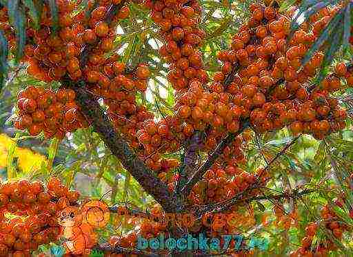 pagtatanim at pag-aalaga ng sea buckthorn sa bukas na bukid sa Urals