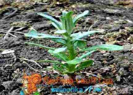 sea ​​buckthorn planting and care in the open field in the Urals