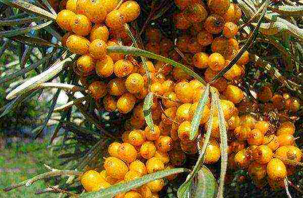 sea ​​buckthorn planting and care in the open field in the Urals