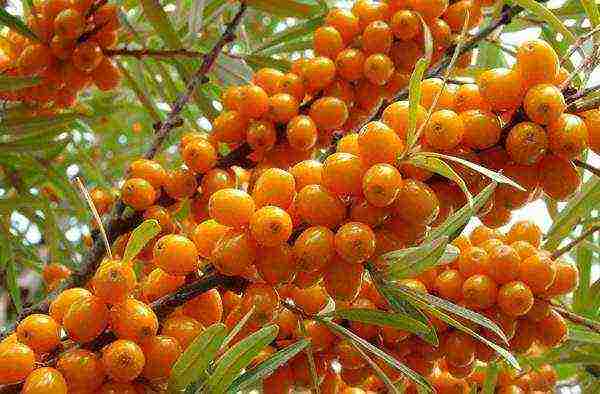 pagtatanim at pag-aalaga ng sea buckthorn sa bukas na bukid sa Urals