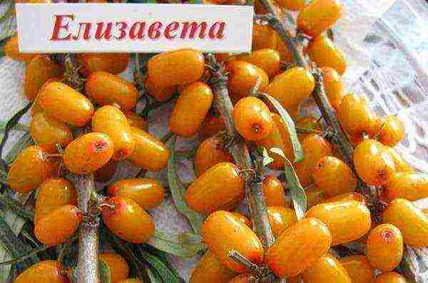 pagtatanim at pag-aalaga ng sea buckthorn sa bukas na bukid sa Urals