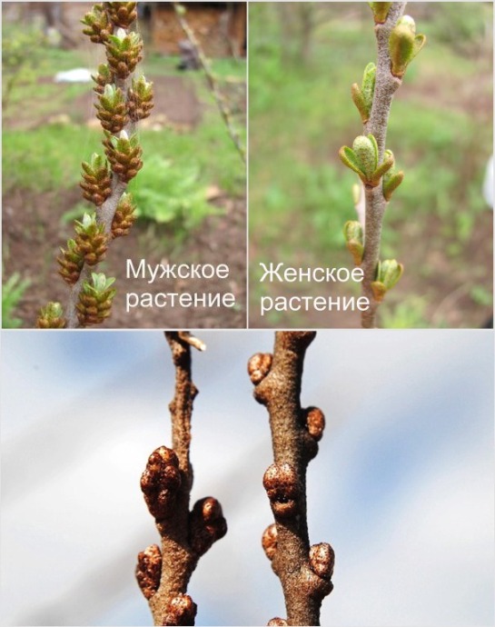 pagtatanim at pag-aalaga ng sea buckthorn sa bukas na bukid sa Urals