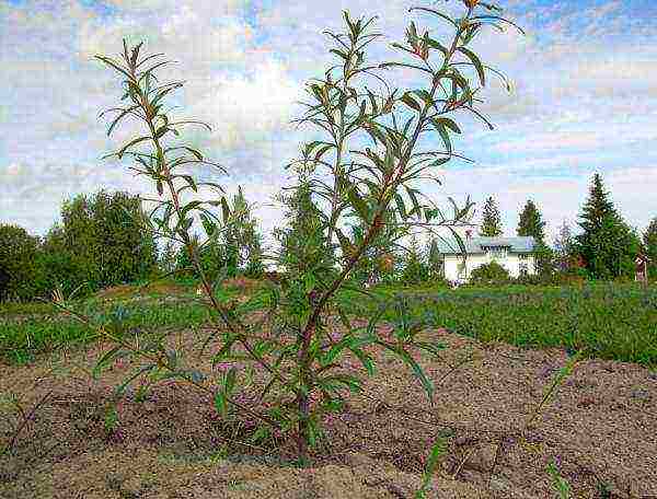 pagtatanim at pag-aalaga ng sea buckthorn sa bukas na bukid sa Urals