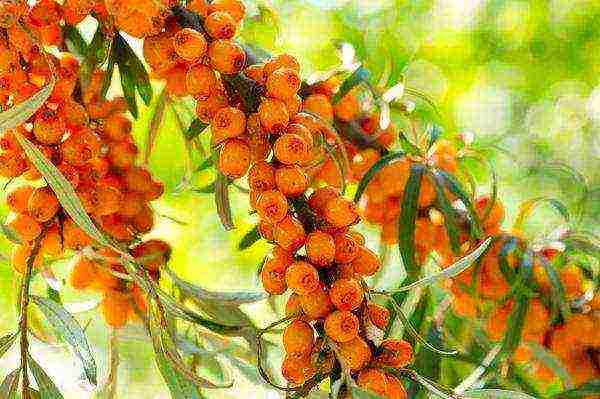 pagtatanim at pag-aalaga ng sea buckthorn sa bukas na bukid sa Urals