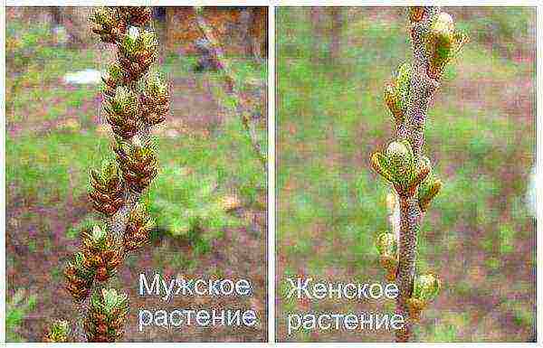 sea ​​buckthorn planting and care in the open field in the Urals