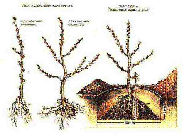 sea ​​buckthorn planting and care in the open field in the Urals