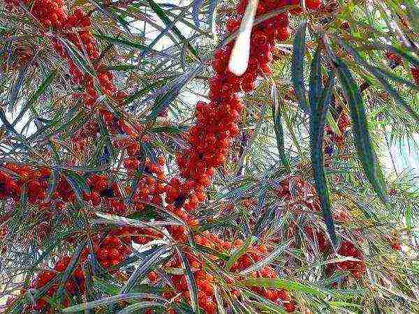 การปลูกและดูแลทะเล buckthorn ในทุ่งโล่งในเทือกเขาอูราล